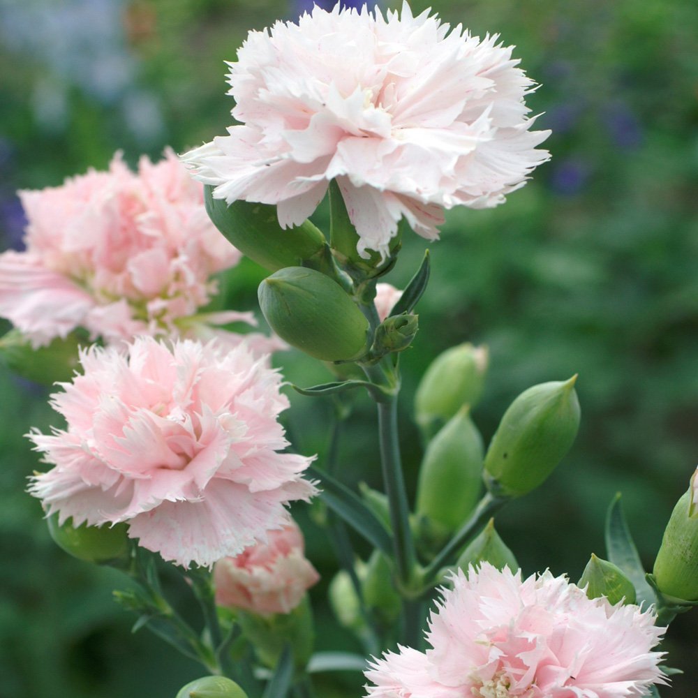 Lovely Cut Flower