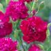 Carnation Chabaud Magenta Flowers