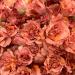 Carnation Chabaud Orange Flowers
