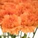 orange carnation flowers