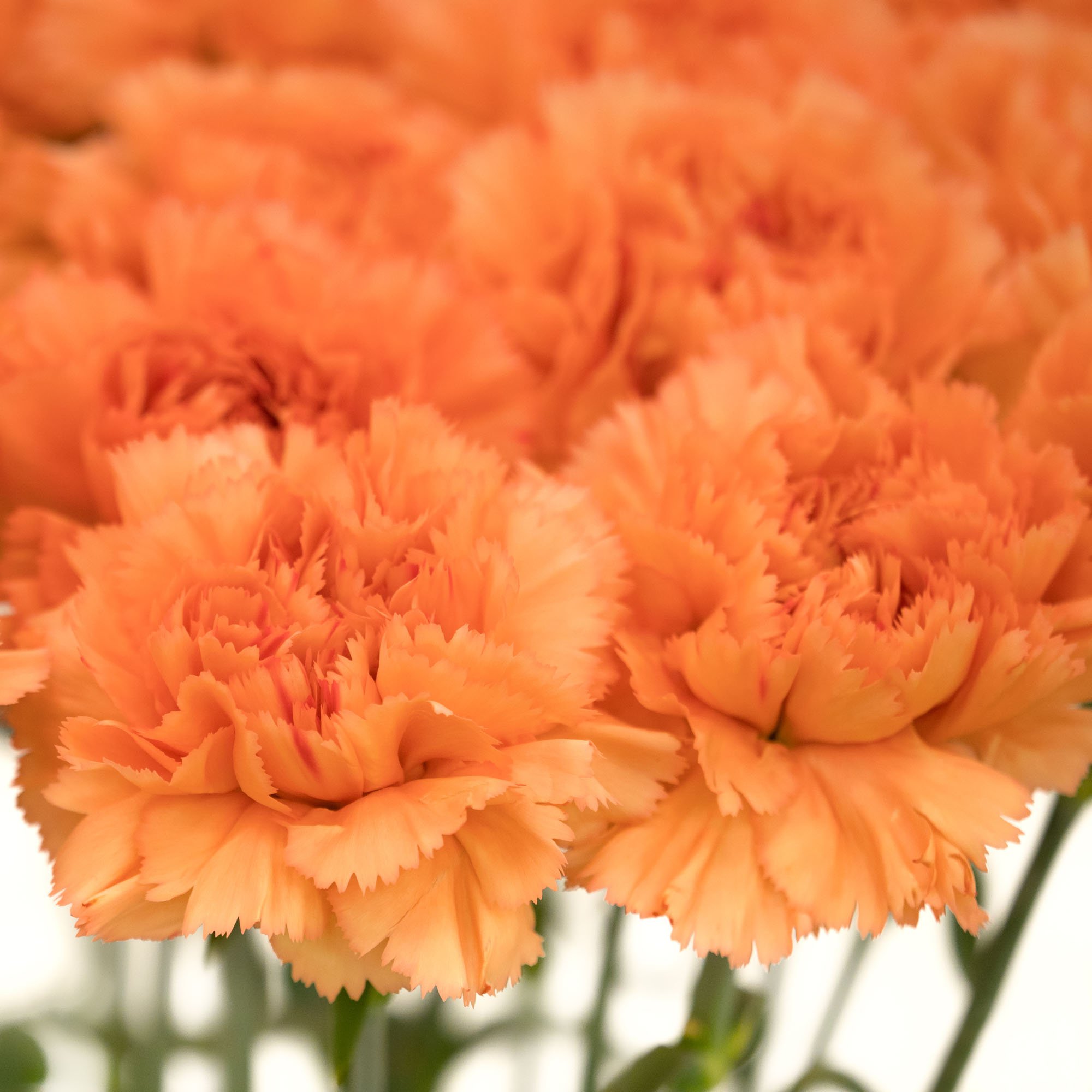 Carnation Seeds Dianthus Caryophyllus Chabaud Orange Flower Seed