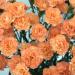 Dianthus Caryophyllus Chabaud Orange Flowers