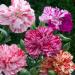 Carnation Chabaud Picotee Cut Flower Mix