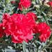 Dianthus Carnation Scarlet