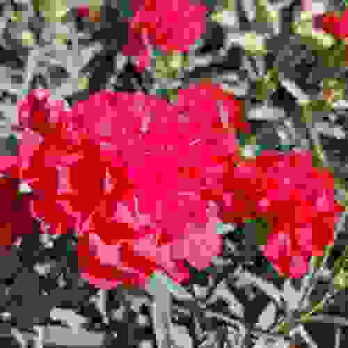 Red Carnation Face Mask For Sale By Rafael Salazar In 2020 Masks For Sale Red Carnation Mask Design