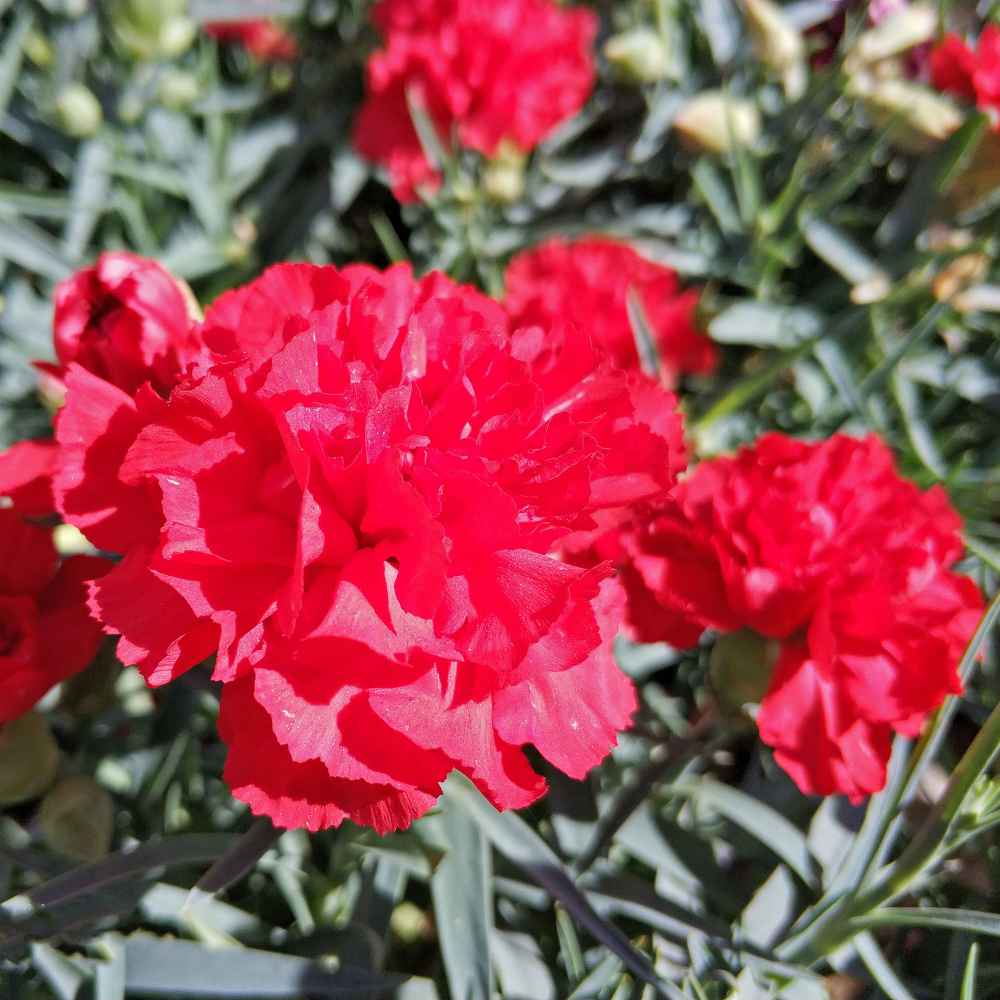 100 Scarlet Red French Carnation Flower Seeds