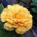 Flowering Yellow Carnations
