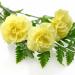 Carnation Yellow Garden Flowers