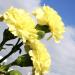 yellow carnation flowers