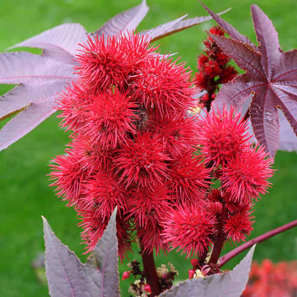 Castor Bean Plants Growing