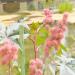 Pink Flowering Castor Bean Plant