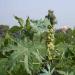 Ricinus Communis Zanzibariensis