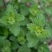 Catmint Plant Seed