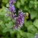 Catmint Nepeta