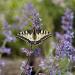 Nepeta Flowers