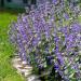 Catmint Garden