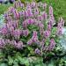 Catmint Flower Seed