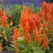 orange celosia flowers