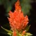 Celosia Plumosa Orange Flowers