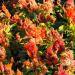 Celosia Plumosa Orange Garden Flower