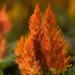 celosia seeds orange