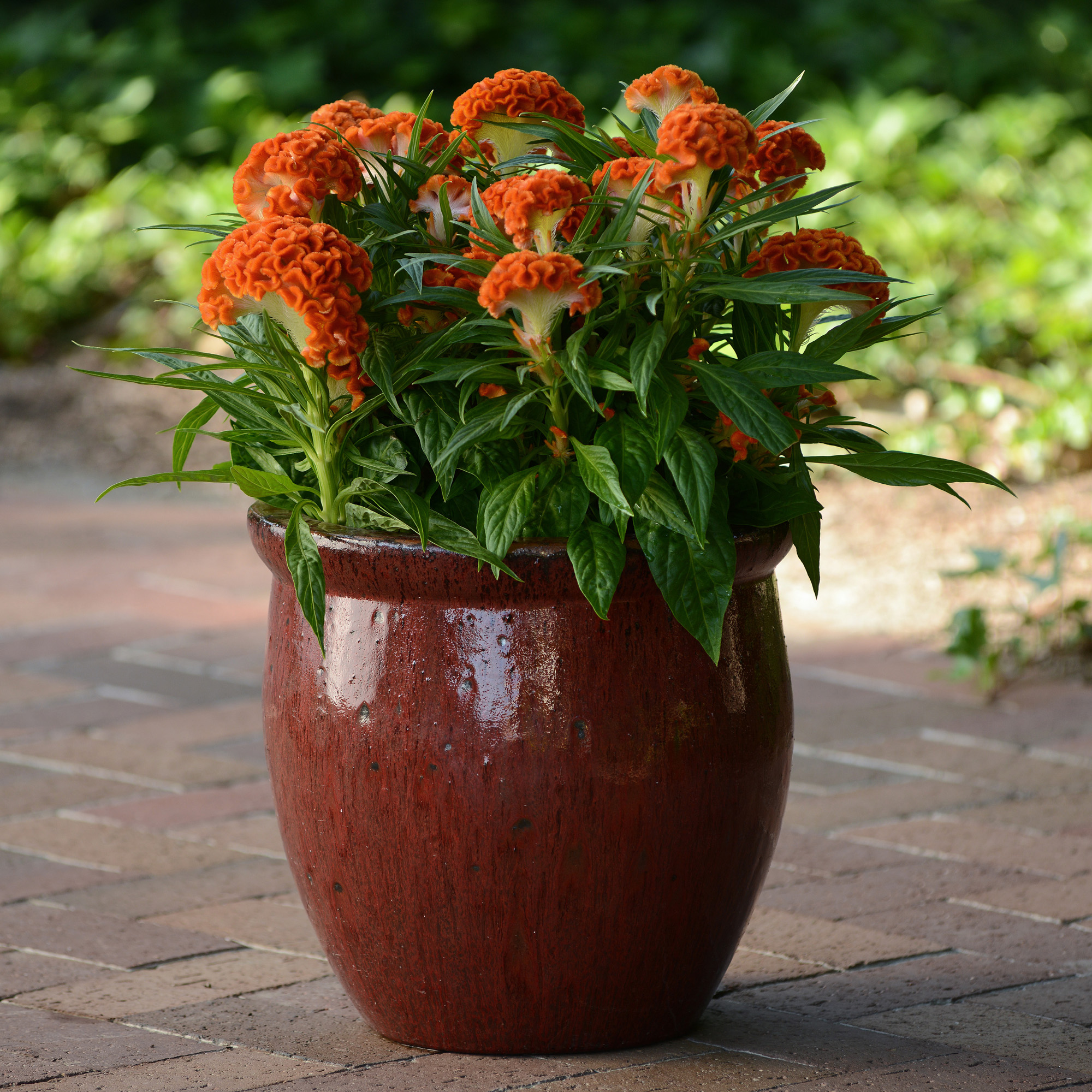 Cockscomb Orange Flowers