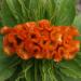 cockscomb seeds orange