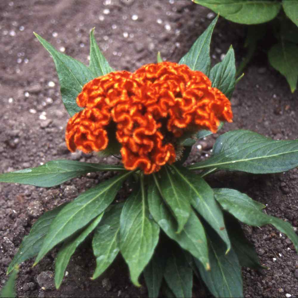 Orange Celosia Flower Seed - Cockscomb Seeds