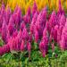 Celosia Plumosa Pink