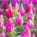 pink celosia flowers