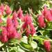 celosia seeds pink