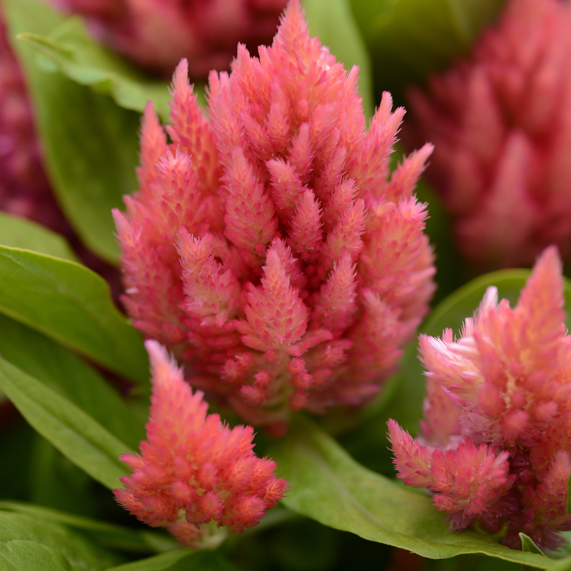 celosia