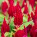 scarlet celosia flowers