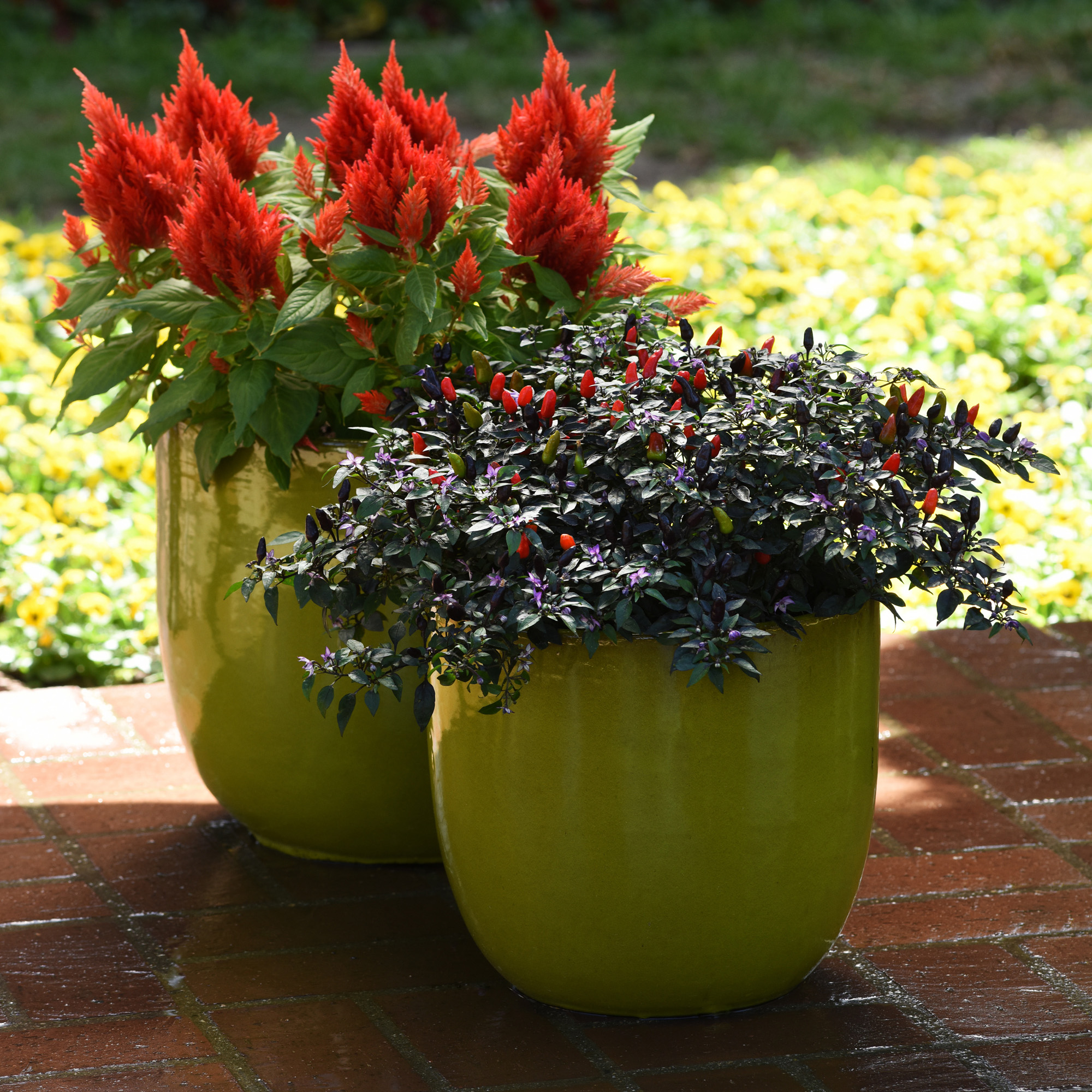 celosia seeds scarlet