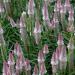 Celosia Spicata Flamingo