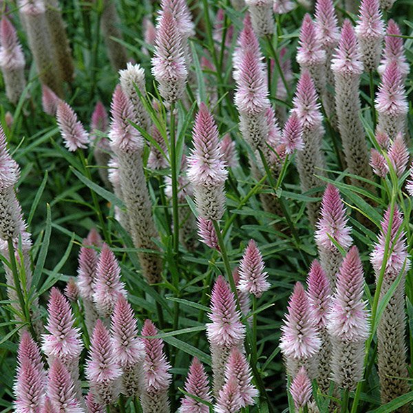 celosia flamingo flower