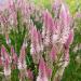 Celosia Spicata Flamingo Plant