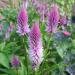 spicata celosia flowers