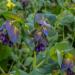 Cerinthe Major