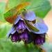 Cerinthe Major Honeywort