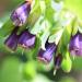 Cerinthe Major Flower