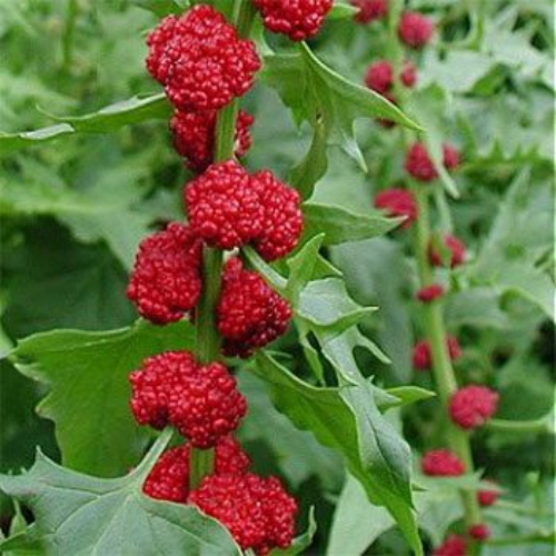Chenopodium Strawberry Sticks