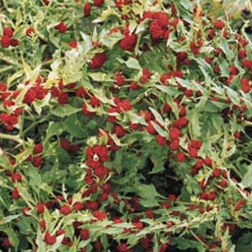 Chenopodium Strawberry Sticks