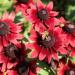 Rudbeckia Hirta Cherry Brandy Flowers