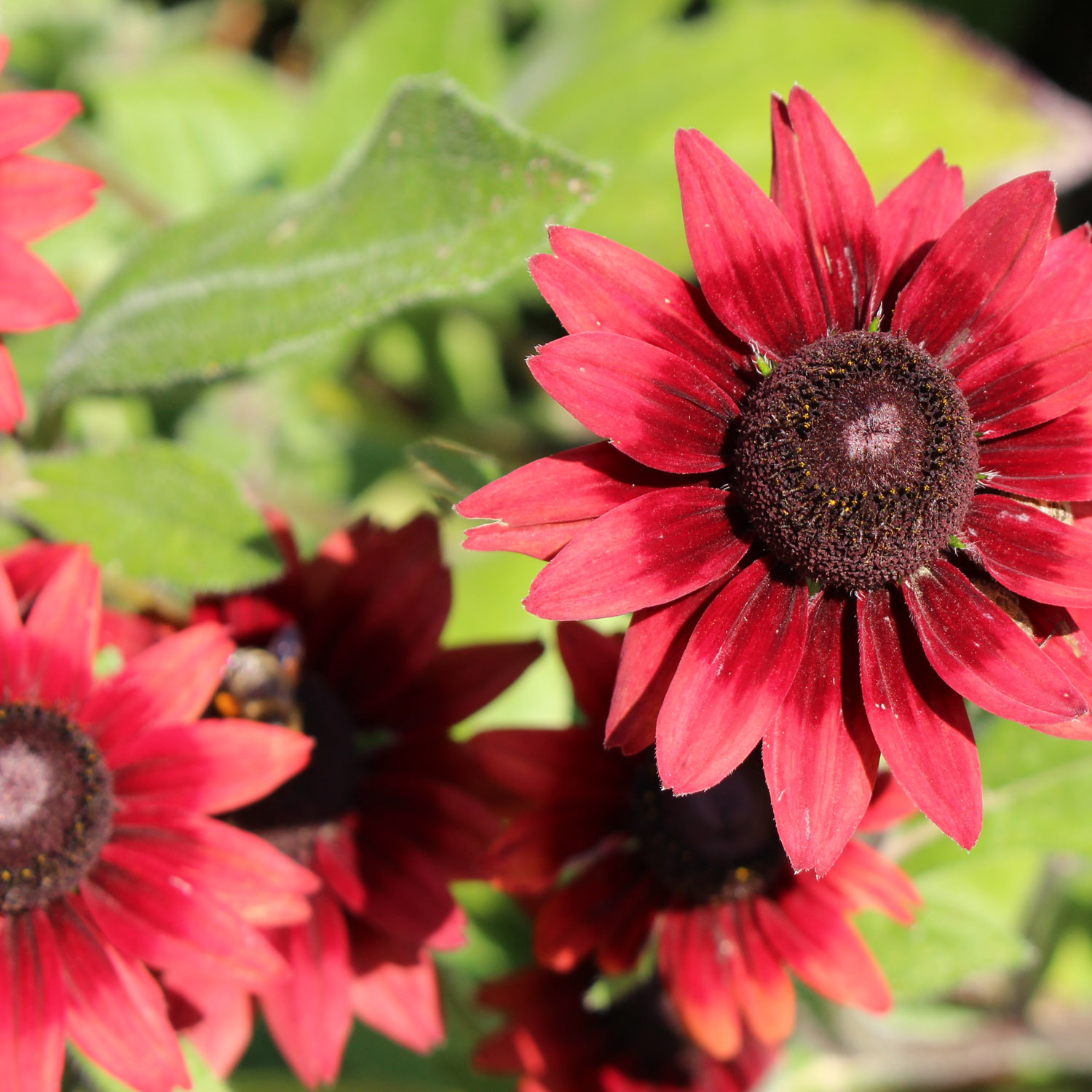 Rudbeckia Hirta Seeds | Cherry Brandy