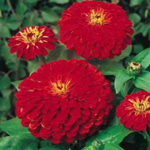 Zinnia Elegans Dahlia Flowered Cherry Queen