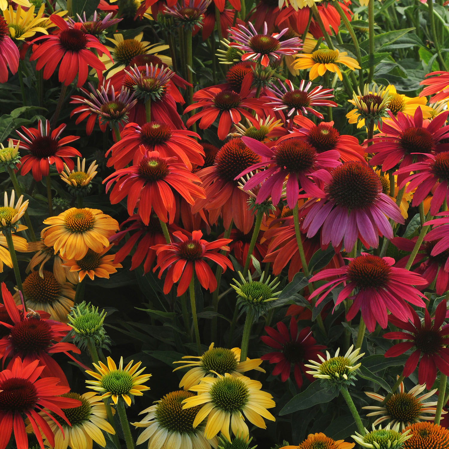 Echinacea Purpurea Cheyenne Spirit