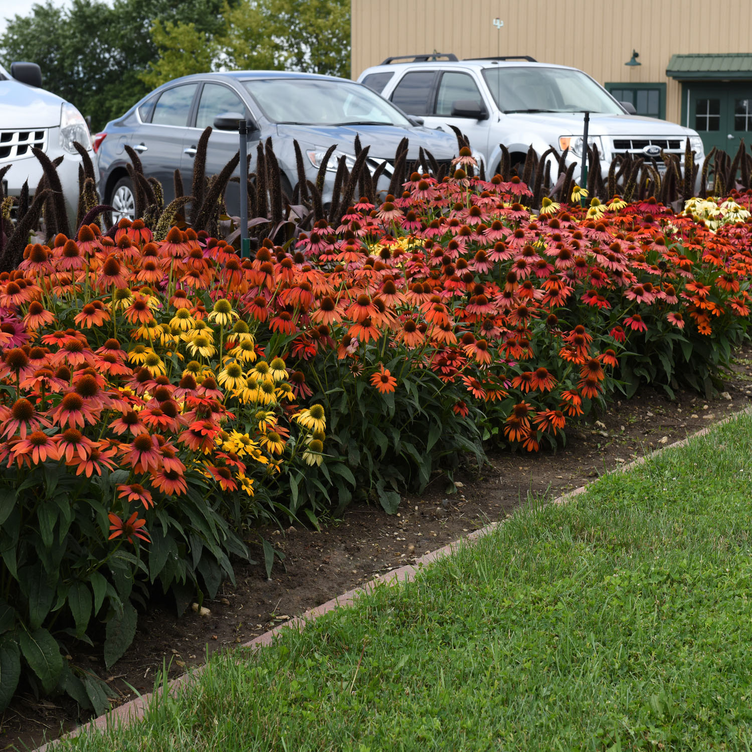 Echinacea Cheyenne Spirit Seeds