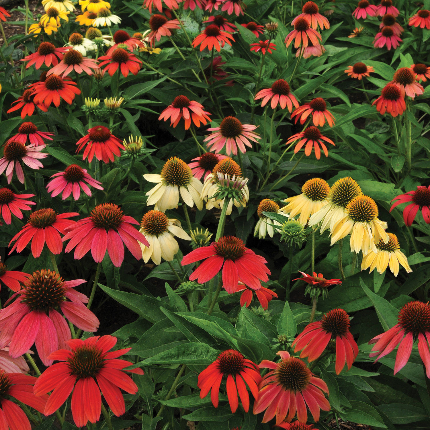 Sturdy Cut Flowers