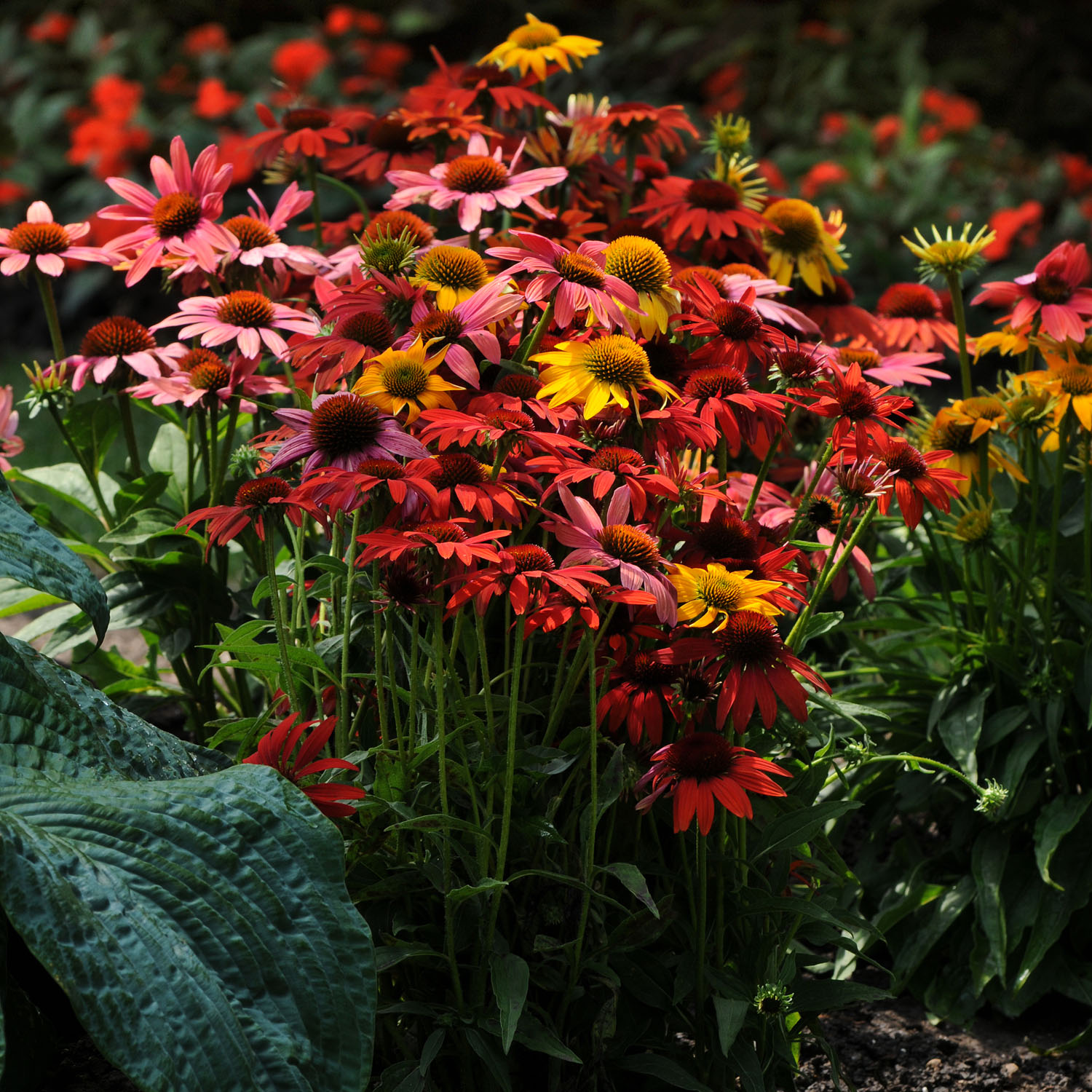 Purple Coneflower Cheyenne Spirit Mix